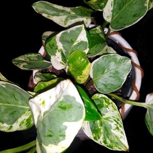 Pearls & Jade Pothos